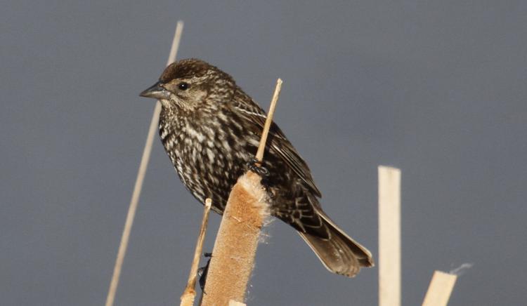 Photo (2): Red-winged Blackbird