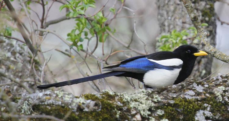 Photo (1): Yellow-billed Magpie