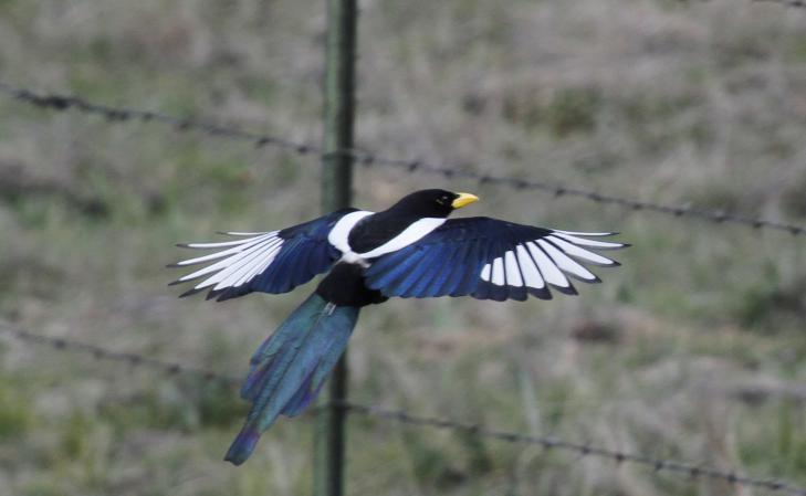 Photo (3): Yellow-billed Magpie
