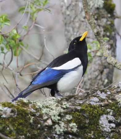 Photo (5): Yellow-billed Magpie