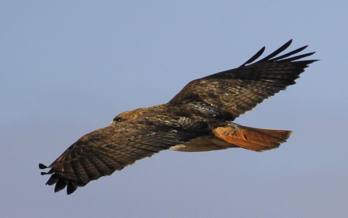 Photo (2): Red-tailed Hawk