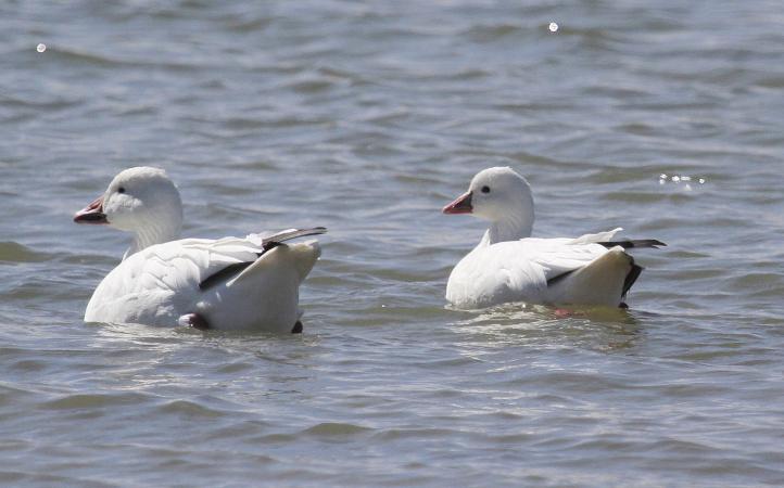 Photo (8): Ross's Goose