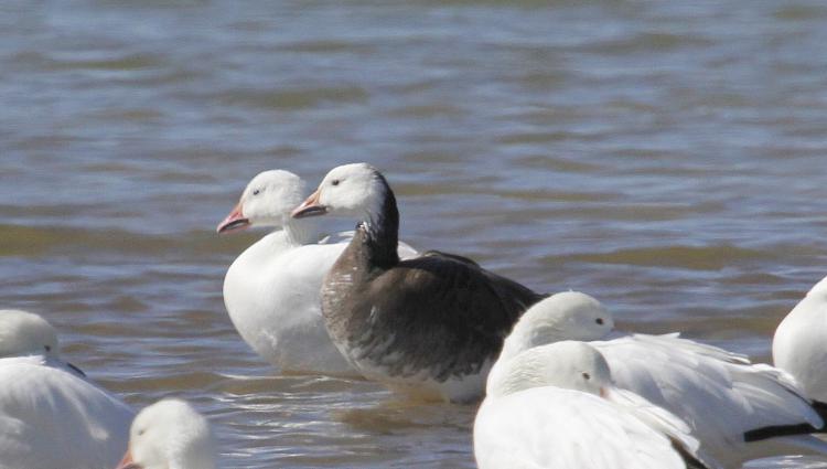 Photo (9): Snow Goose