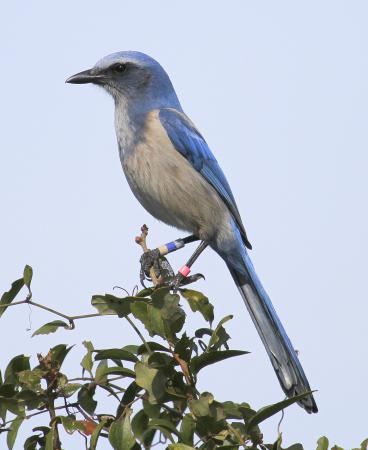 Photo (1): Florida Scrub-Jay