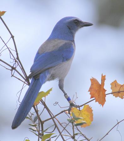 Photo (3): Florida Scrub-Jay