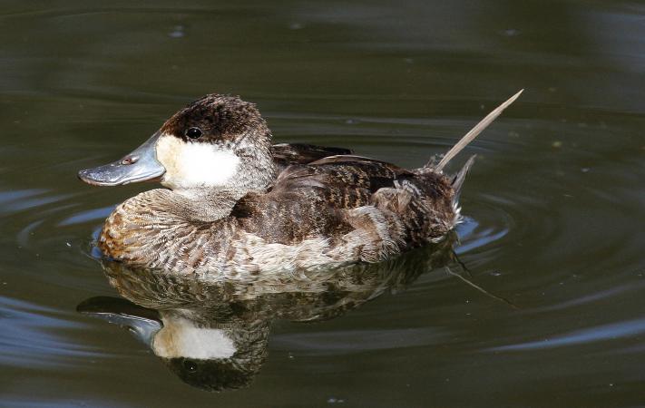 Photo (13): Ruddy Duck