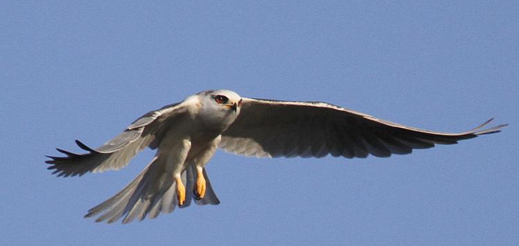 Photo (5): White-tailed Kite