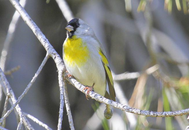 Photo (8): Lawrence's Goldfinch