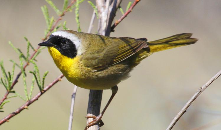 Photo (1): Common Yellowthroat