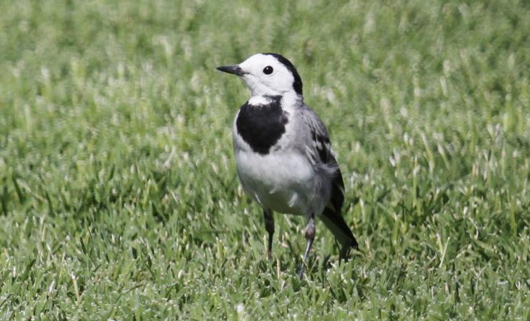 Photo (3): White Wagtail