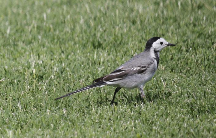 Photo (4): White Wagtail