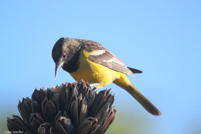 Photo (18): Quiz Species