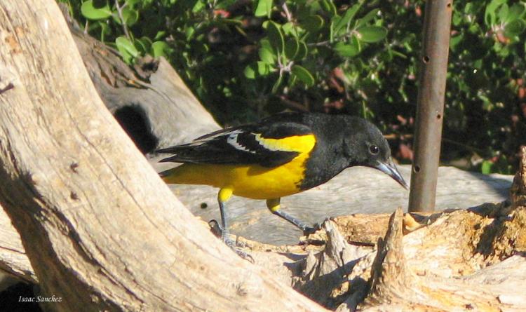 Photo (9): Quiz Species