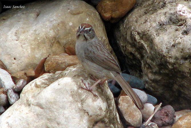 Photo (1): Rufous-crowned Sparrow