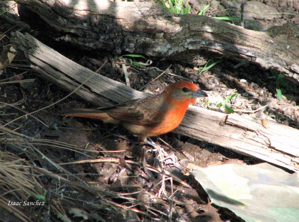 Photo (18): Hepatic Tanager