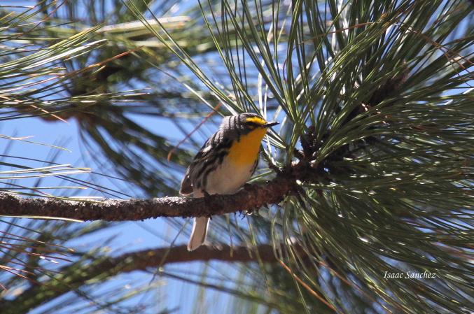 Photo (4): Grace's Warbler