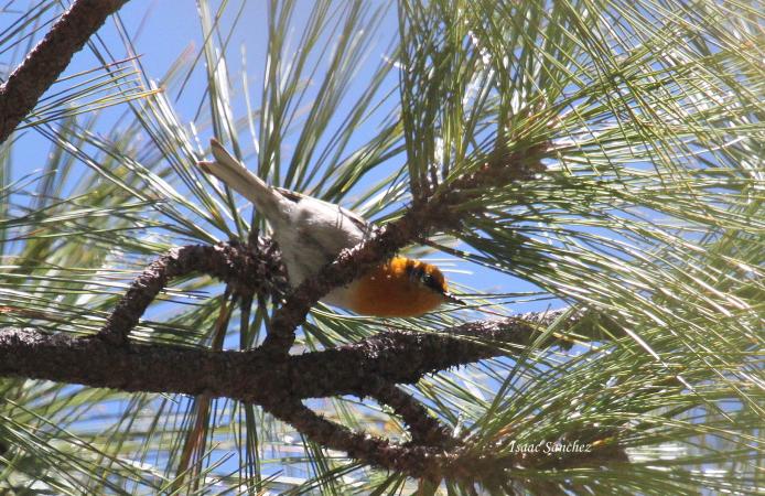Photo (5): Olive Warbler