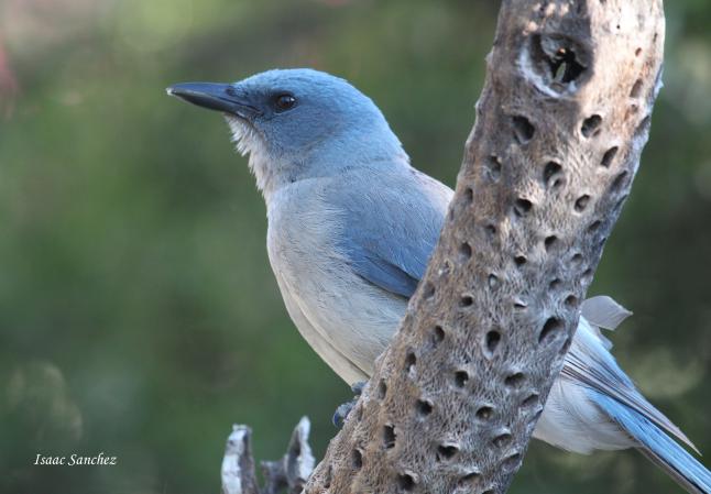 Photo (6): Mexican Jay