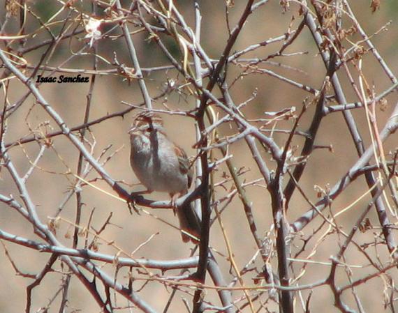Photo (1): Rufous-winged Sparrow