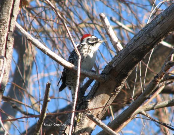 Photo (4): Nuttall's Woodpecker