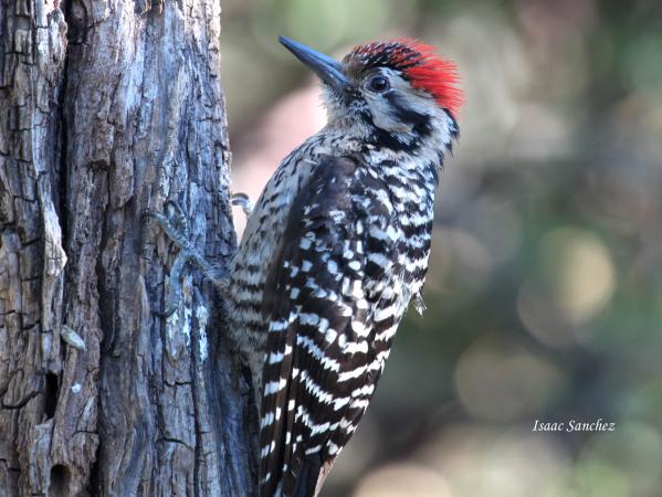 Photo (9): Ladder-backed Woodpecker