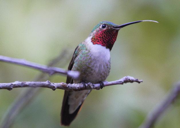 Photo (3): Broad-tailed Hummingbird