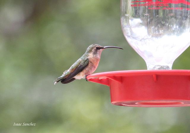 Photo (4): Lucifer Hummingbird