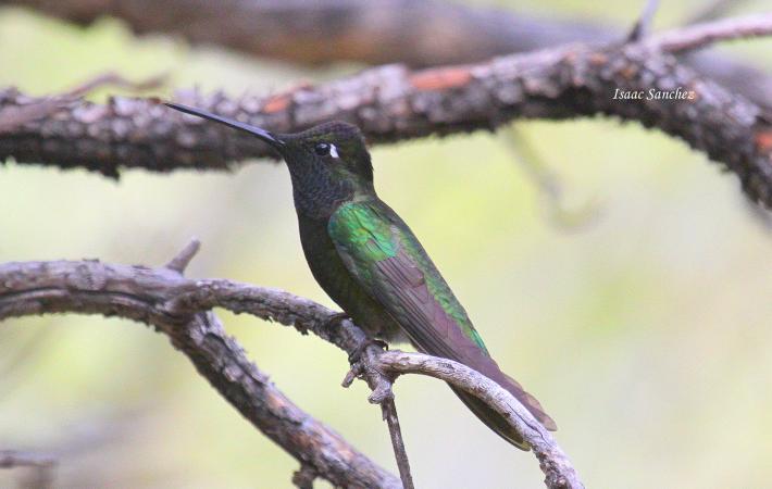 Photo (7): Magnificent Hummingbird