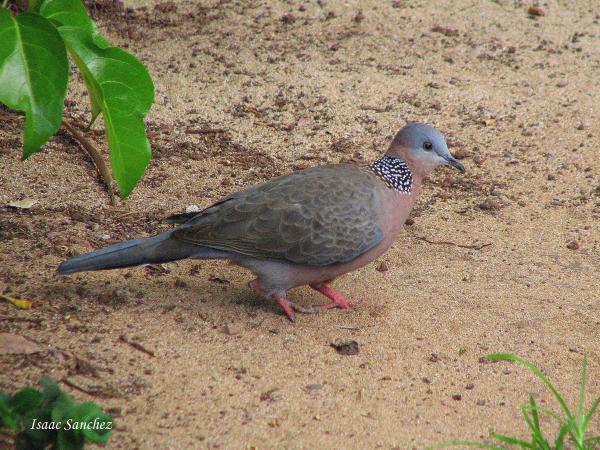 Photo (1): Spotted Dove