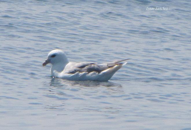 Photo (10): Northern Fulmar