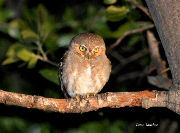 Photo (3): Elf Owl