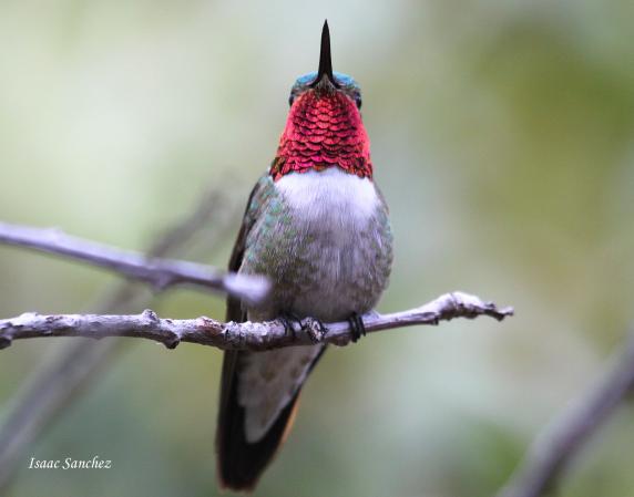 Photo (1): Broad-tailed Hummingbird