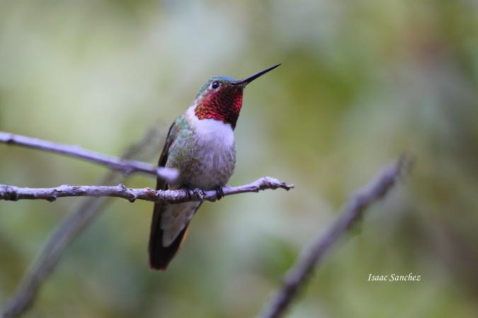 Photo (8): Broad-tailed Hummingbird