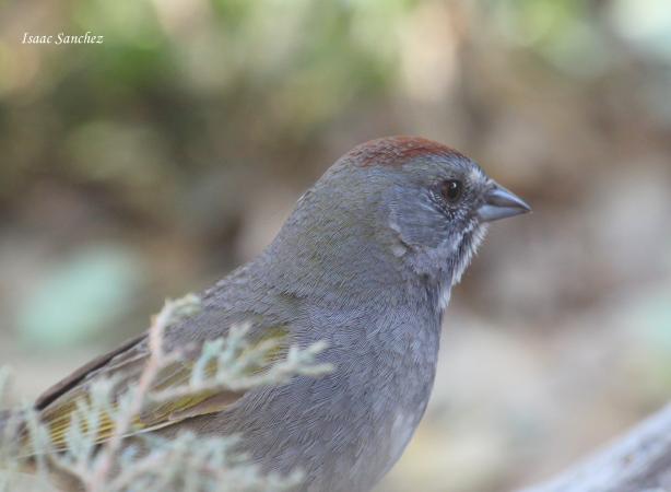 Photo (17): Green-tailed Towhee