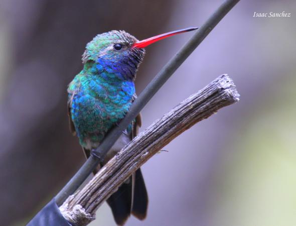 Photo (1): Broad-billed Hummingbird