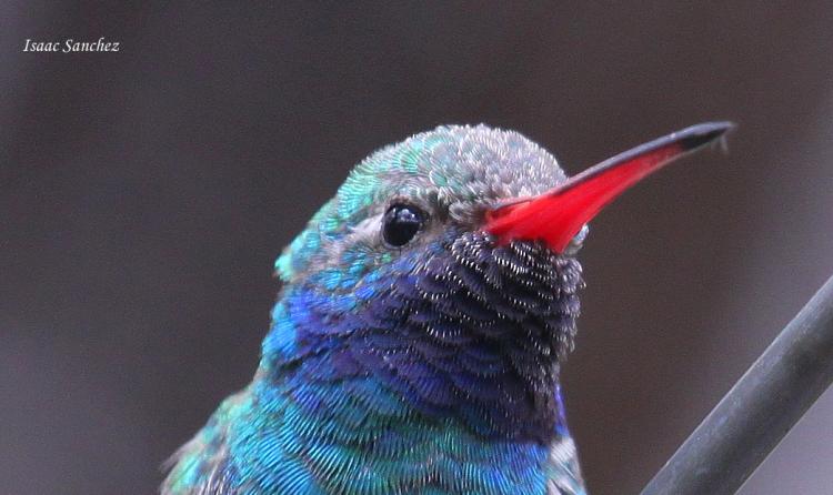 Photo (10): Broad-billed Hummingbird