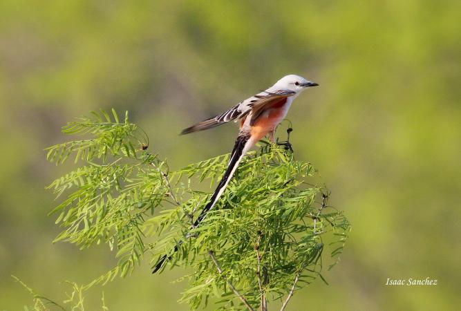 Photo (4): Scissor-tailed Flycatcher