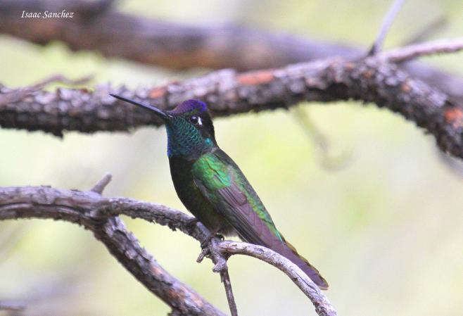 Photo (1): Magnificent Hummingbird