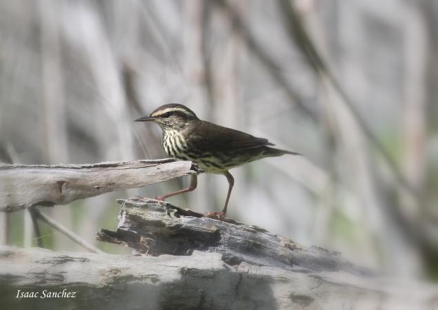Photo (6): Northern Waterthrush