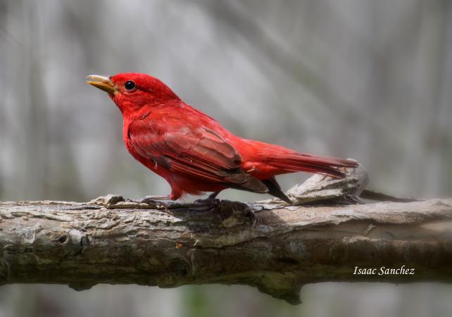 Photo (1): Summer Tanager