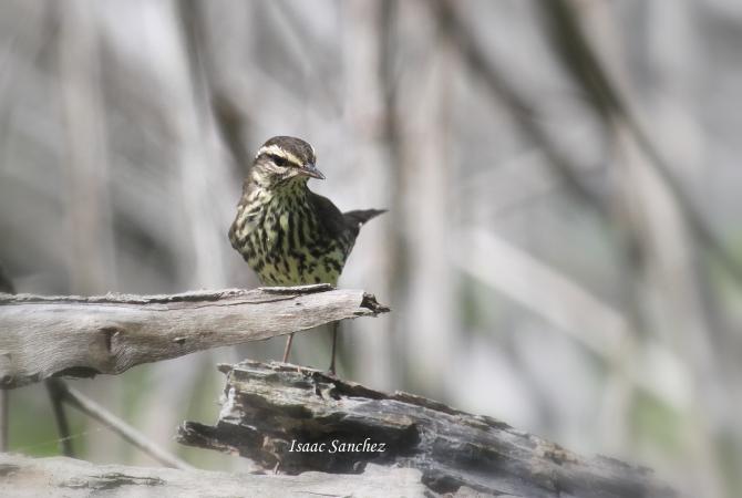 Photo (11): Northern Waterthrush
