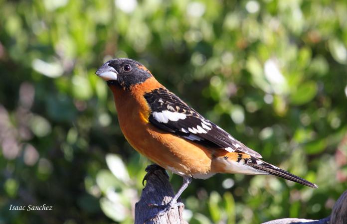 Photo (13): Black-headed Grosbeak