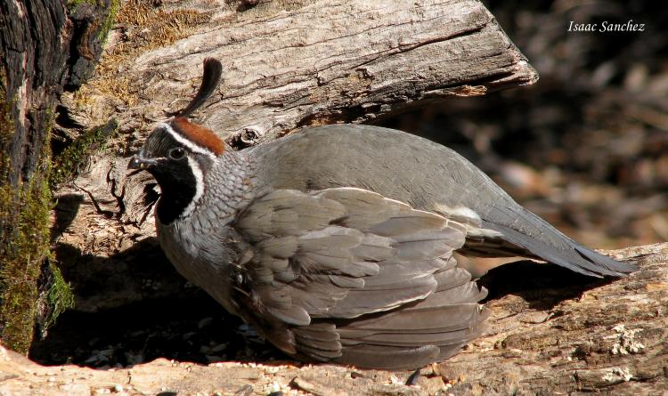 Photo (2): Gambel's Quail