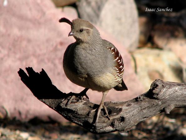 Photo (3): Gambel's Quail