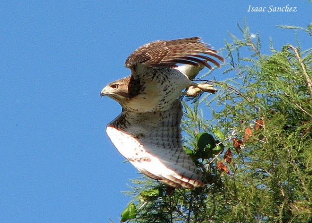 Photo (15): Red-tailed Hawk