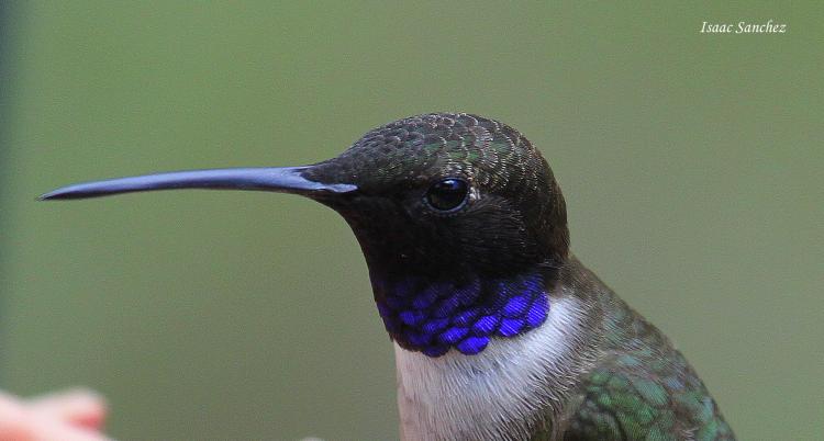 Photo (12): Black-chinned Hummingbird