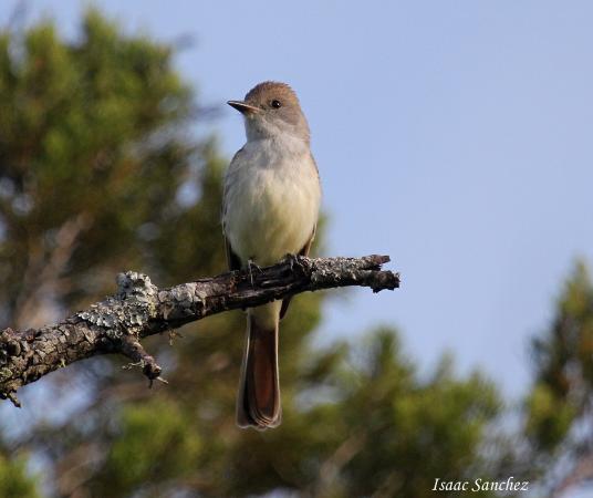 Photo (5): Ash-throated Flycatcher