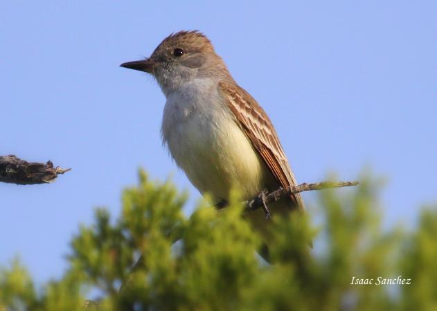 Photo (13): Ash-throated Flycatcher