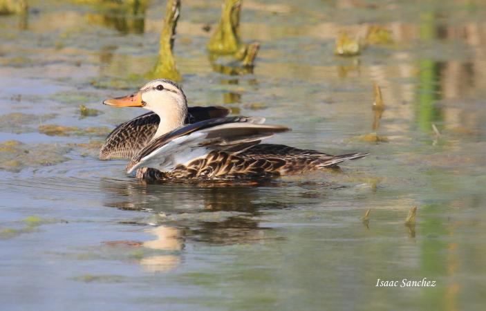 Photo (5): Mottled Duck