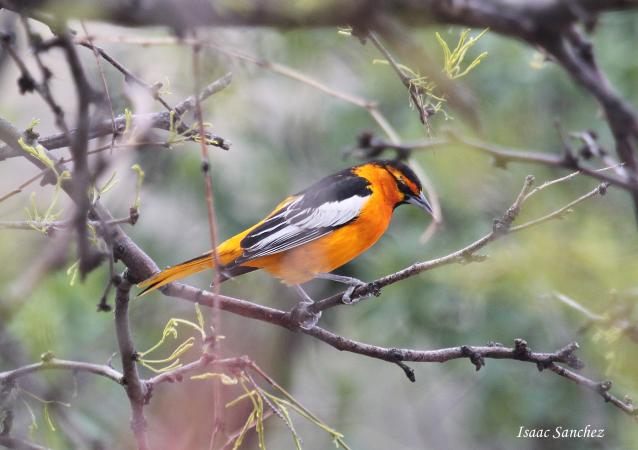 Photo (11): Bullock's Oriole